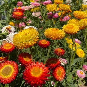 Swiss Giants Mix Strawflower Seeds - Perennial Flower Seeds - Non GMO - Image 7