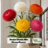 Swiss Giants Mix Strawflower Seeds - Perennial Flower Seeds - Non GMO - Image 1