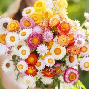 Swiss Giants Mix Strawflower Seeds - Perennial Flower Seeds - Non GMO - Image 8