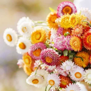 Swiss Giants Mix Strawflower Seeds - Perennial Flower Seeds - Non GMO - Image 9