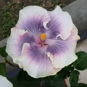 Tahitian Princess Hibiscus Seeds - Tropical Flower Seeds - 30 Seeds - Image 10