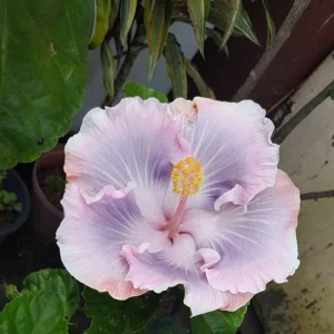 Tahitian Princess Hibiscus Seeds - Tropical Flower Seeds - 30 Seeds - Image 11