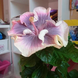 Tahitian Princess Hibiscus Seeds - Tropical Flower Seeds - 30 Seeds - Image 2
