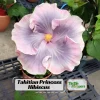 Tahitian Princess Hibiscus Seeds - Tropical Flower Seeds - 30 Seeds - Image 1