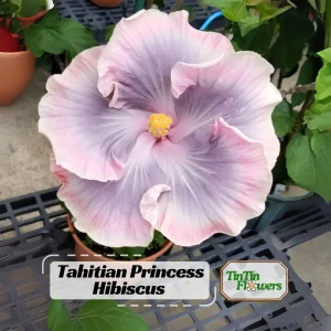 Tahitian Princess Hibiscus Seeds - Tropical Flower Seeds - 30 Seeds - Image 1