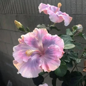 Tahitian Princess Hibiscus Seeds - Tropical Flower Seeds - 30 Seeds - Image 3