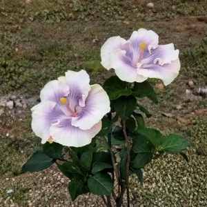 Tahitian Princess Hibiscus Seeds - Tropical Flower Seeds - 30 Seeds - Image 4