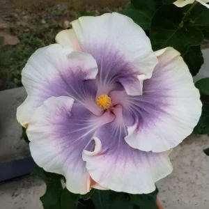 Tahitian Princess Hibiscus Seeds - Tropical Flower Seeds - 30 Seeds - Image 5