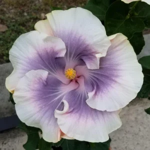 Tahitian Princess Hibiscus Seeds - Tropical Flower Seeds - 30 Seeds - Image 6