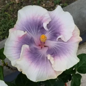Tahitian Princess Hibiscus Seeds - Tropical Flower Seeds - 30 Seeds - Image 7