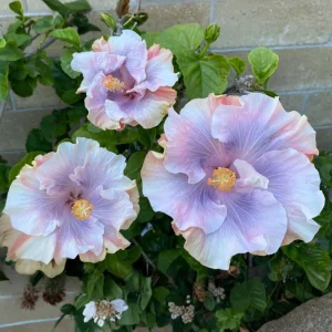Tahitian Princess Hibiscus Seeds - Tropical Flower Seeds - 30 Seeds - Image 8