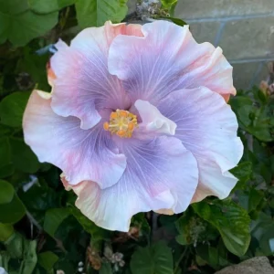 Tahitian Princess Hibiscus Seeds - Tropical Flower Seeds - 30 Seeds - Image 9