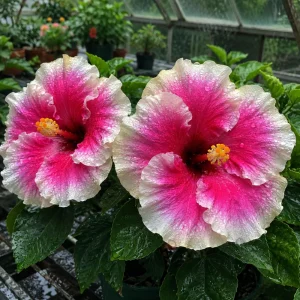 Taiwan Angel Hibiscus Seeds - 30 Rose Pink Tropical Blooms - Hibiscus rosa-sinensis - Image 3