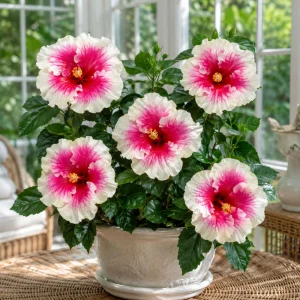Taiwan Angel Hibiscus Seeds - 30 Rose Pink Tropical Blooms - Hibiscus rosa-sinensis - Image 4