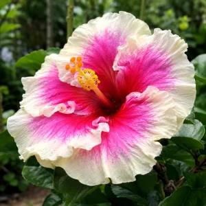 Taiwan Angel Hibiscus Seeds - 30 Rose Pink Tropical Blooms - Hibiscus rosa-sinensis - Image 5