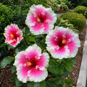 Taiwan Angel Hibiscus Seeds - 30 Rose Pink Tropical Blooms - Hibiscus rosa-sinensis - Image 6