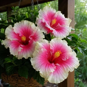 Taiwan Angel Hibiscus Seeds - 30 Rose Pink Tropical Blooms - Hibiscus rosa-sinensis - Image 7