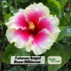 Taiwan Angel Hibiscus Seeds - 30 Rose Pink Tropical Blooms - Hibiscus rosa-sinensis - Image 1