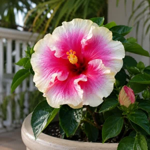 Taiwan Angel Hibiscus Seeds - 30 Rose Pink Tropical Blooms - Hibiscus rosa-sinensis - Image 8