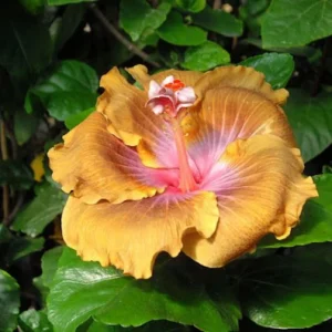 Taiwan Desert Eagle Hibiscus Seeds - Tropical Flower, 30 Seeds, Hibiscus rosa-sinensis - Image 2