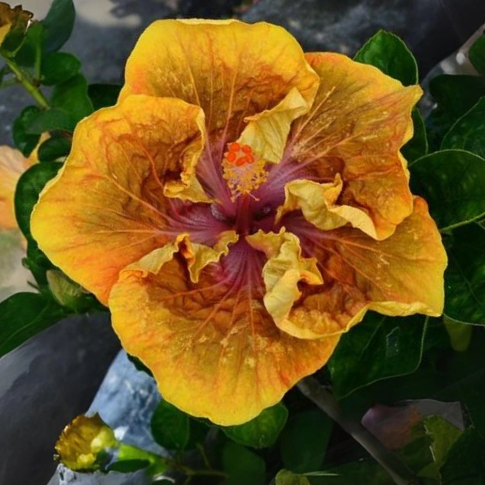 Taiwan Desert Eagle Hibiscus Seeds - Tropical Flower, 30 Seeds, Hibiscus rosa-sinensis - Image 3