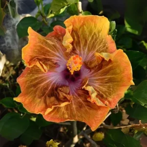 Taiwan Desert Eagle Hibiscus Seeds - Tropical Flower, 30 Seeds, Hibiscus rosa-sinensis - Image 4