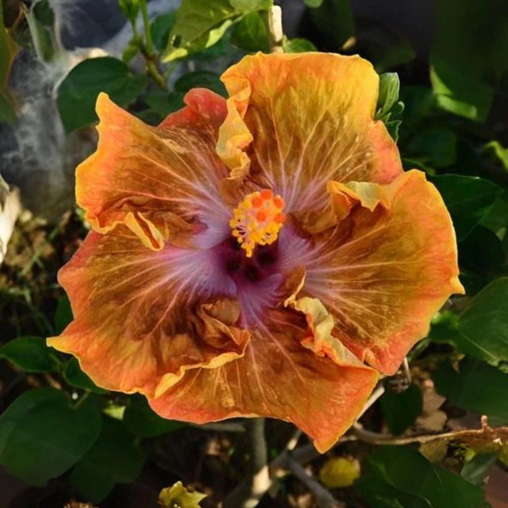 Taiwan Desert Eagle Hibiscus Seeds - Tropical Flower, 30 Seeds, Hibiscus rosa-sinensis - Image 4