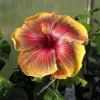 Taiwan Desert Eagle Hibiscus Seeds - Tropical Flower, 30 Seeds, Hibiscus rosa-sinensis - Image 1