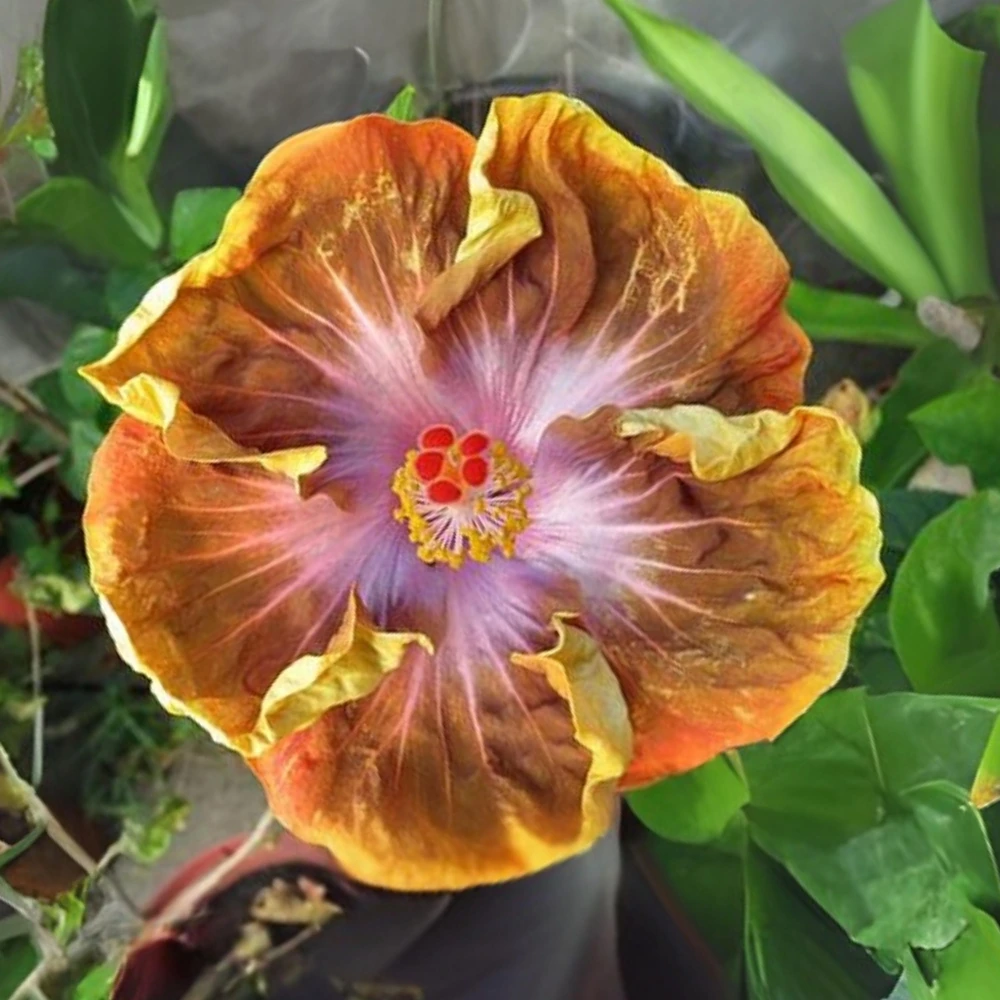 Taiwan Desert Eagle Hibiscus Seeds - Tropical Flower, 30 Seeds, Hibiscus rosa-sinensis - Image 5