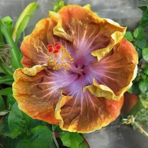 Taiwan Desert Eagle Hibiscus Seeds - Tropical Flower, 30 Seeds, Hibiscus rosa-sinensis - Image 6
