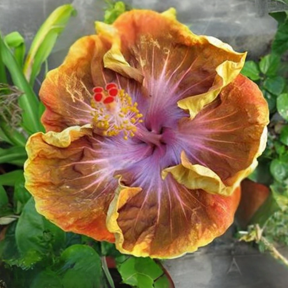 Taiwan Desert Eagle Hibiscus Seeds - Tropical Flower, 30 Seeds, Hibiscus rosa-sinensis - Image 6