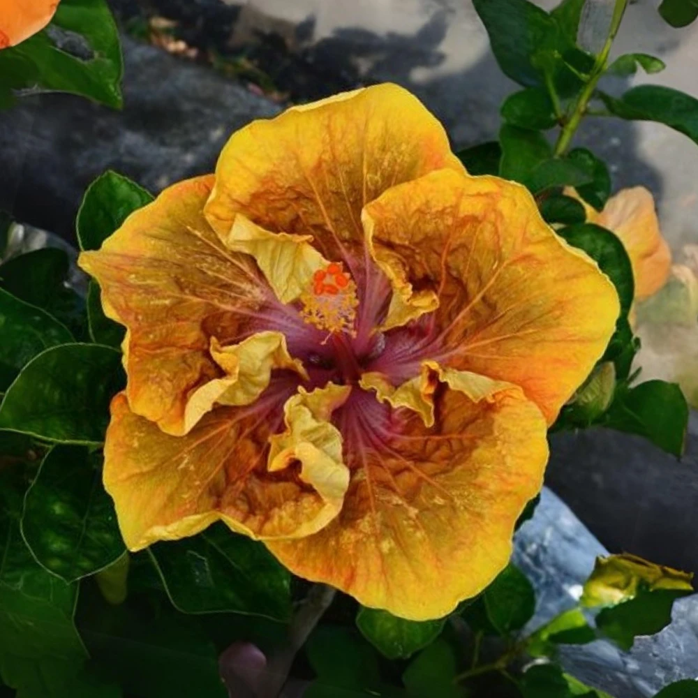 Taiwan Desert Eagle Hibiscus Seeds - Tropical Flower, 30 Seeds, Hibiscus rosa-sinensis - Image 7