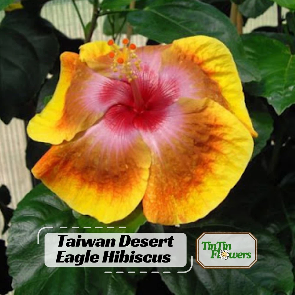 Taiwan Desert Eagle Hibiscus Seeds - Tropical Flower, 30 Seeds, Hibiscus rosa-sinensis - Image 8