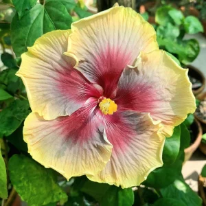 Taiwan Rainbow Waltz Hibiscus Seeds - Multicolor Tropical Blooms - 30 Seeds - Image 10
