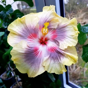Taiwan Rainbow Waltz Hibiscus Seeds - Multicolor Tropical Blooms - 30 Seeds - Image 11