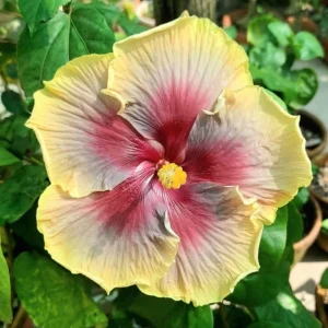 Taiwan Rainbow Waltz Hibiscus Seeds - Multicolor Tropical Blooms - 30 Seeds - Image 2