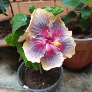 Taiwan Rainbow Waltz Hibiscus Seeds - Multicolor Tropical Blooms - 30 Seeds - Image 3
