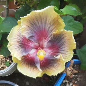 Taiwan Rainbow Waltz Hibiscus Seeds - Multicolor Tropical Blooms - 30 Seeds - Image 4