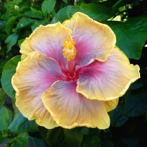 Taiwan Rainbow Waltz Hibiscus Seeds - Multicolor Tropical Blooms - 30 Seeds - Image 5