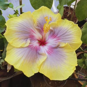 Taiwan Rainbow Waltz Hibiscus Seeds - Multicolor Tropical Blooms - 30 Seeds - Image 6