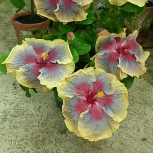 Taiwan Rainbow Waltz Hibiscus Seeds - Multicolor Tropical Blooms - 30 Seeds - Image 7