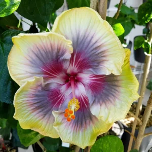 Taiwan Rainbow Waltz Hibiscus Seeds - Multicolor Tropical Blooms - 30 Seeds - Image 8