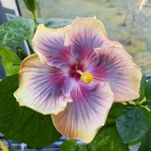 Taiwan Rainbow Waltz Hibiscus Seeds - Multicolor Tropical Blooms - 30 Seeds - Image 9