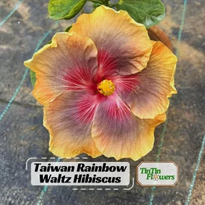 Taiwan Rainbow Waltz Hibiscus Seeds - Multicolor Tropical Blooms - 30 Seeds - Image 1