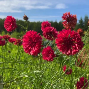 Tall Red Cornflower Seeds - Bachelor Button Red Wildflower - 30 Seeds Annual - Image 10