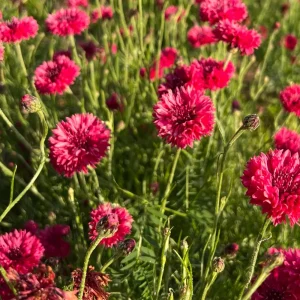 Tall Red Cornflower Seeds - Bachelor Button Red Wildflower - 30 Seeds Annual - Image 11