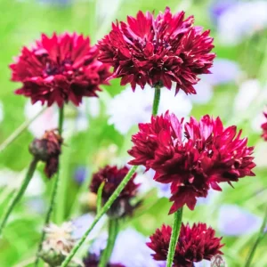 Tall Red Cornflower Seeds - Bachelor Button Red Wildflower - 30 Seeds Annual - Image 12