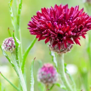 Tall Red Cornflower Seeds - Bachelor Button Red Wildflower - 30 Seeds Annual - Image 13