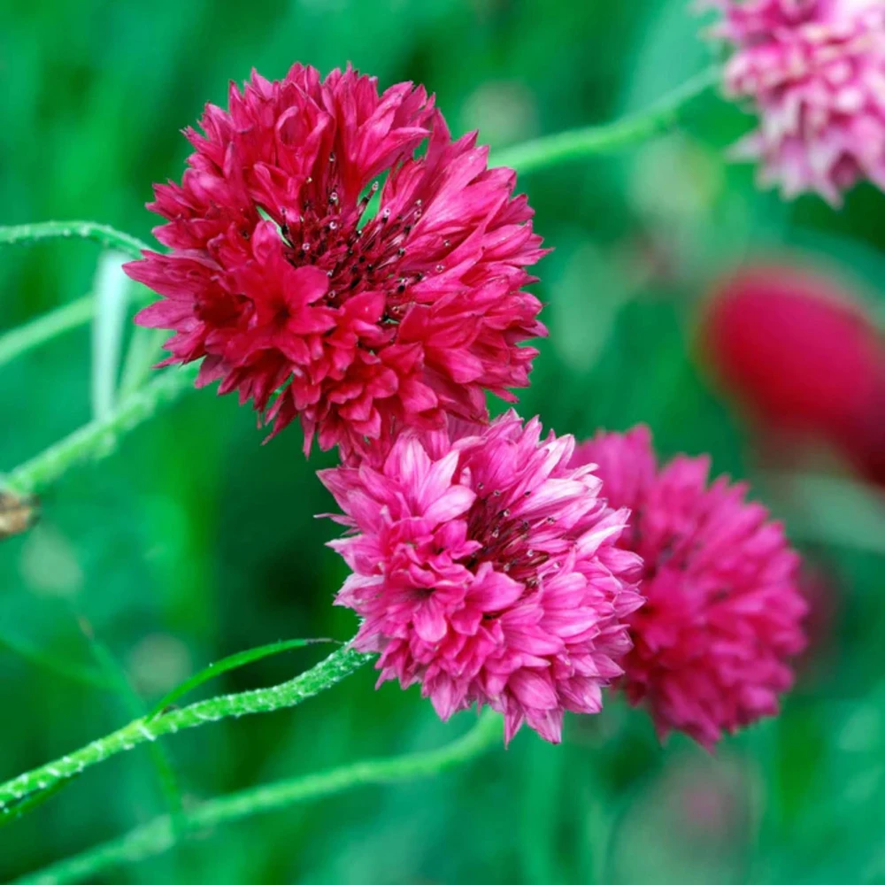 Tall Red Cornflower Seeds - Bachelor Button Red Wildflower - 30 Seeds Annual - Image 14