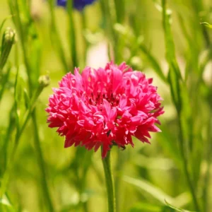 Tall Red Cornflower Seeds - Bachelor Button Red Wildflower - 30 Seeds Annual - Image 15